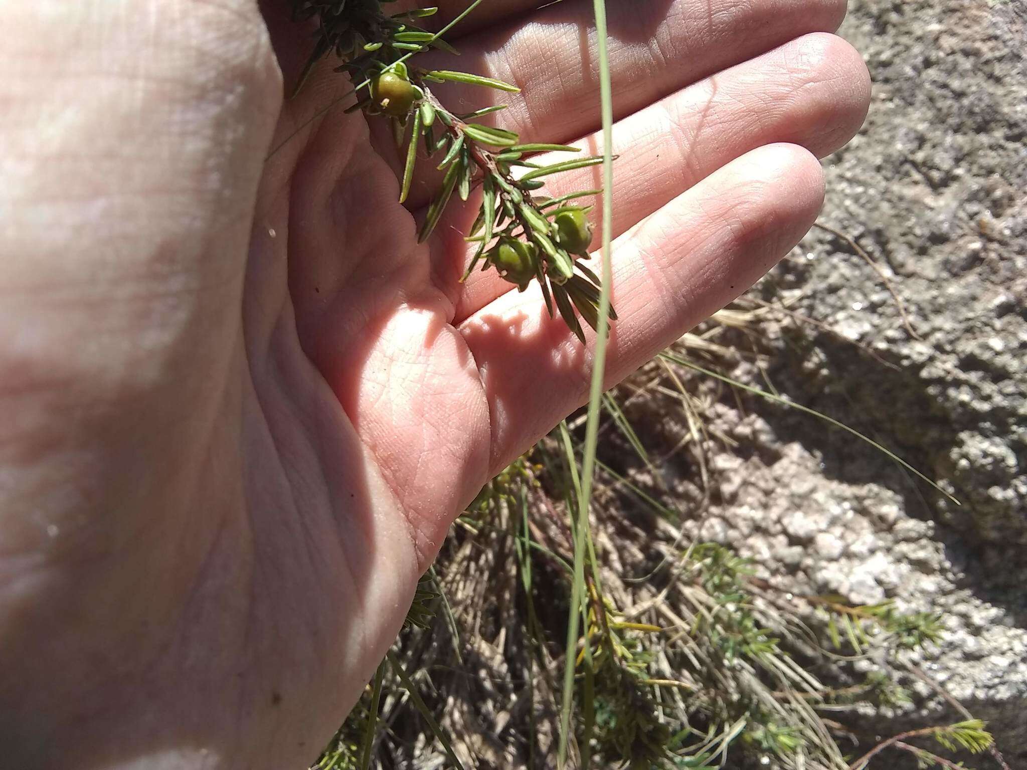 Image de Phyllanthus ramillosus Müll. Arg.