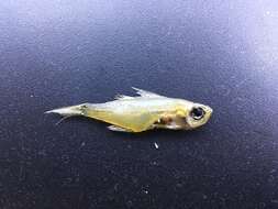 Image of Port Jackson glassfish