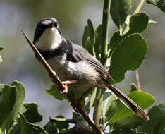 Image of Apalis thoracica claudei Sclater & WL 1910