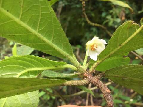 Image de Saurauia andreana F. M. Bailey