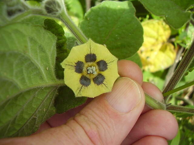 Image of Peruvian groundcherry