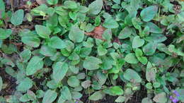 Prunella vulgaris subsp. vulgaris resmi