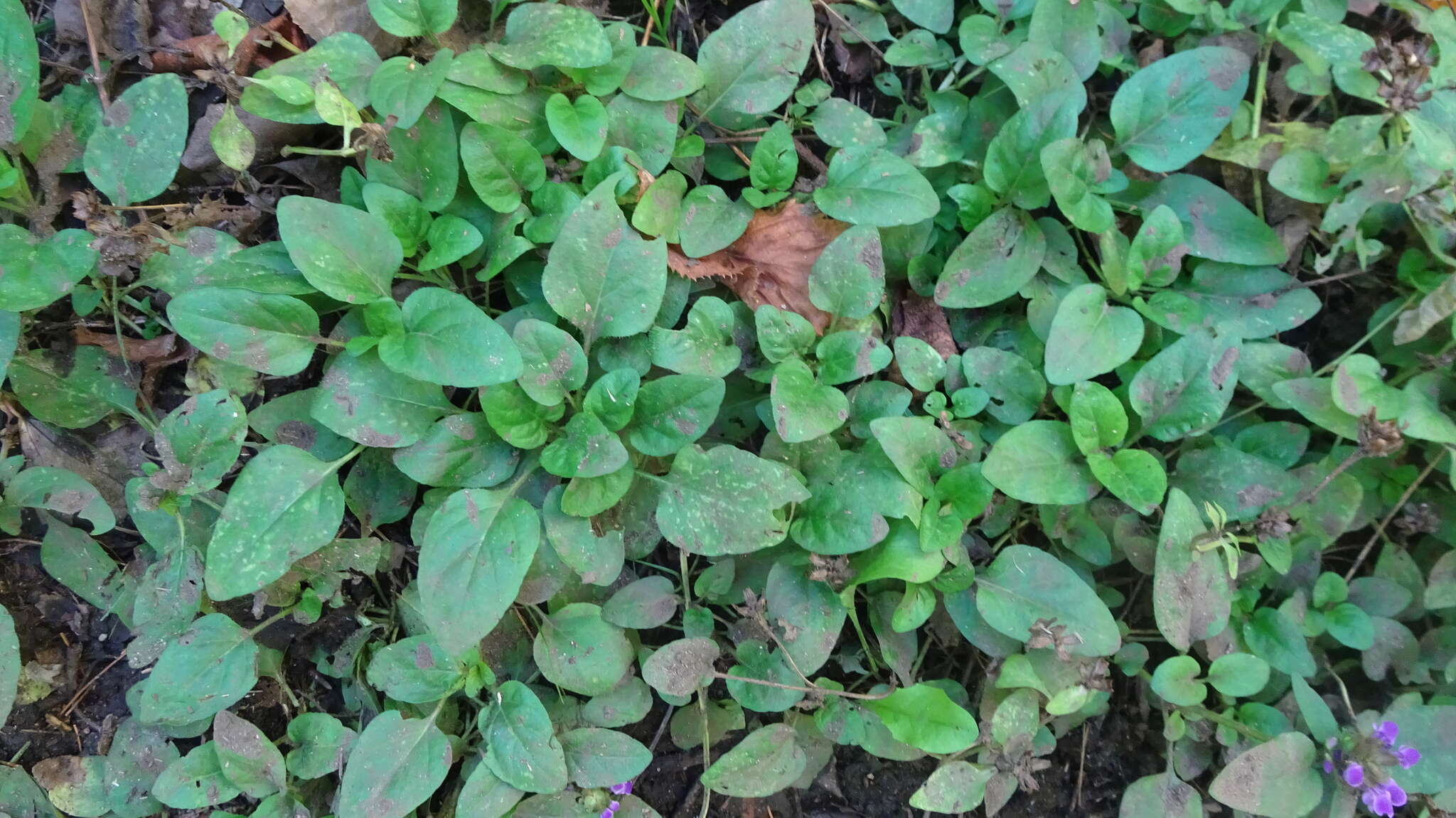 Prunella vulgaris subsp. vulgaris resmi