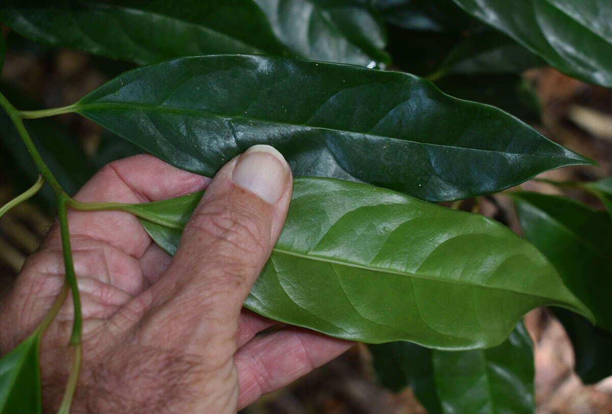 Image of Apodytes brachystylis F. Muell.