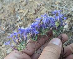 Image of Tehachapi woollystar