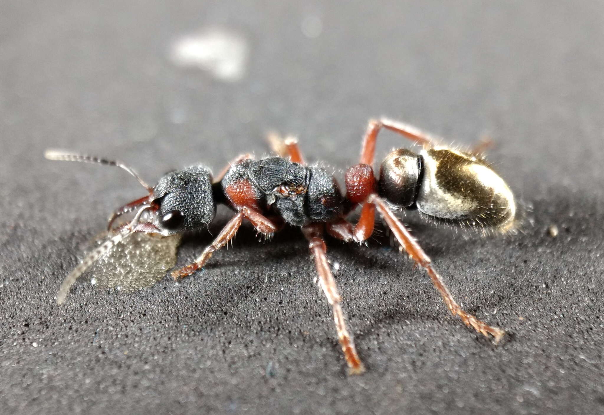 Image of Myrmecia chrysogaster (Clark 1943)