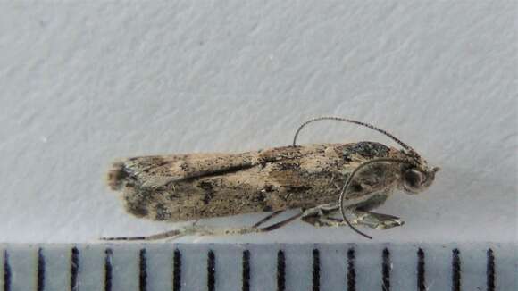 Ancylosis undulatella Clemens 1860 resmi