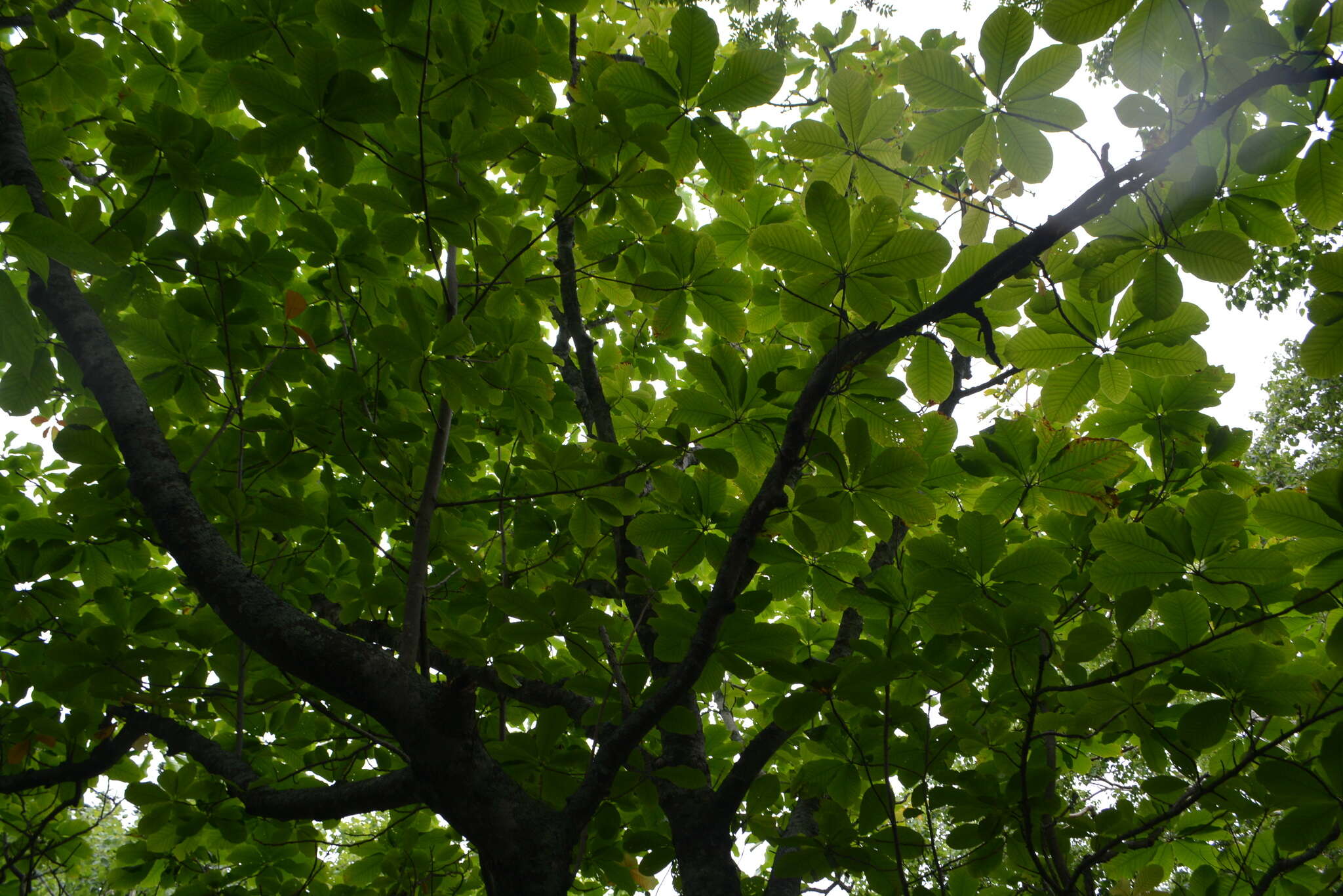 Image of Japanese Big Leaf Magnolia