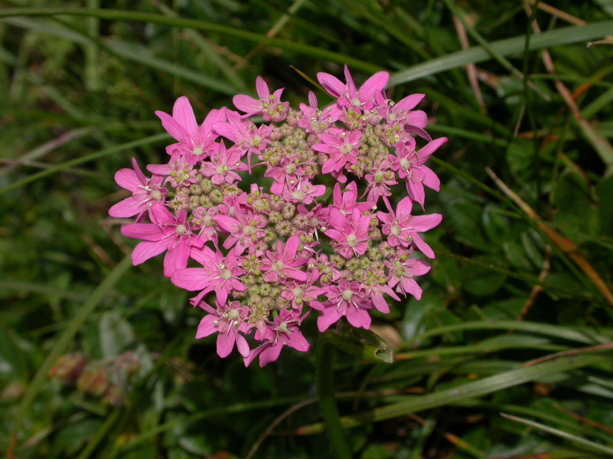 Image of Heracleum austriacum subsp. siifolium (Scop.) Nyman