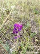 Image of Oxytropis baschkiriensis