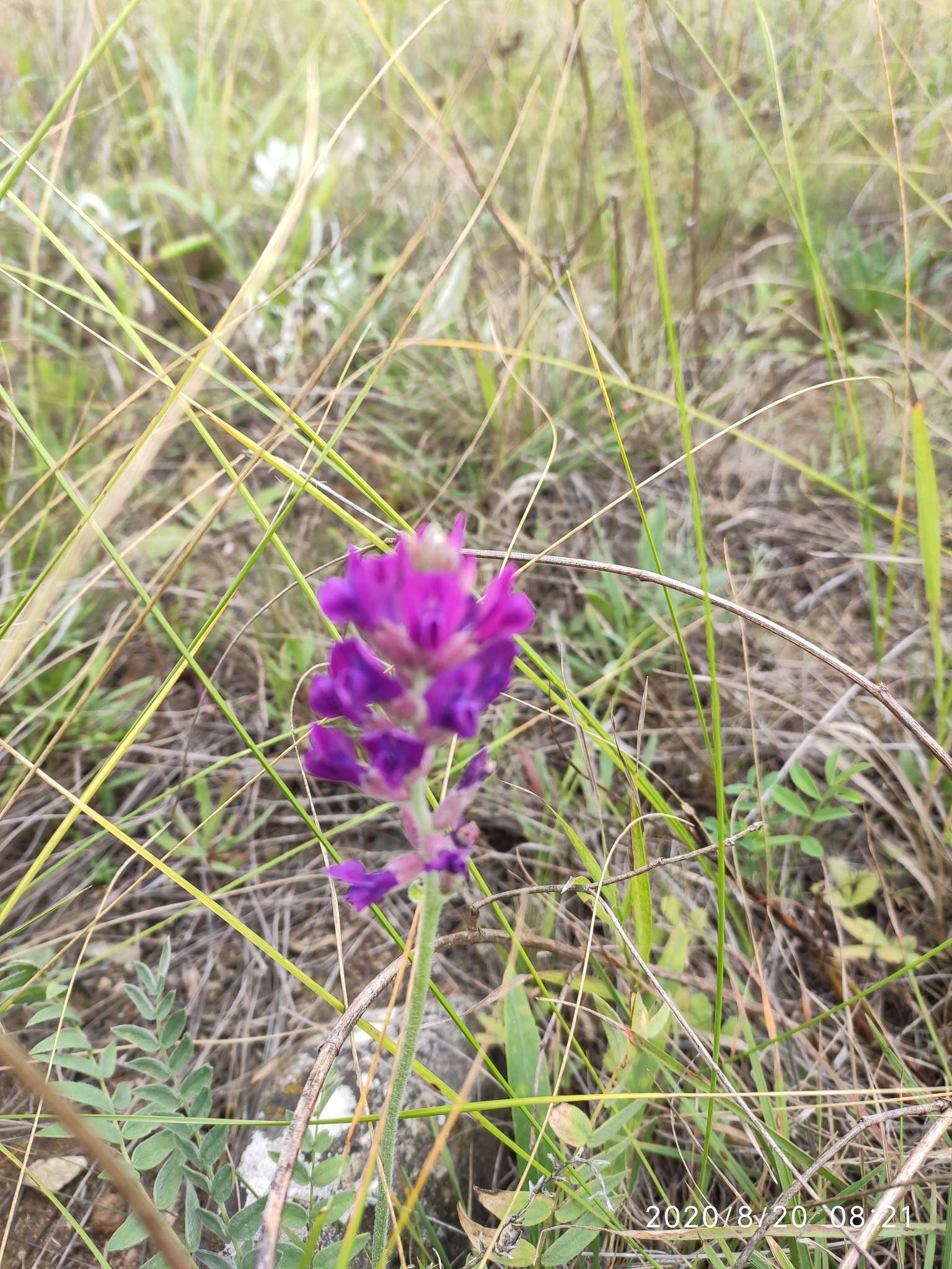 Image of Oxytropis baschkiriensis