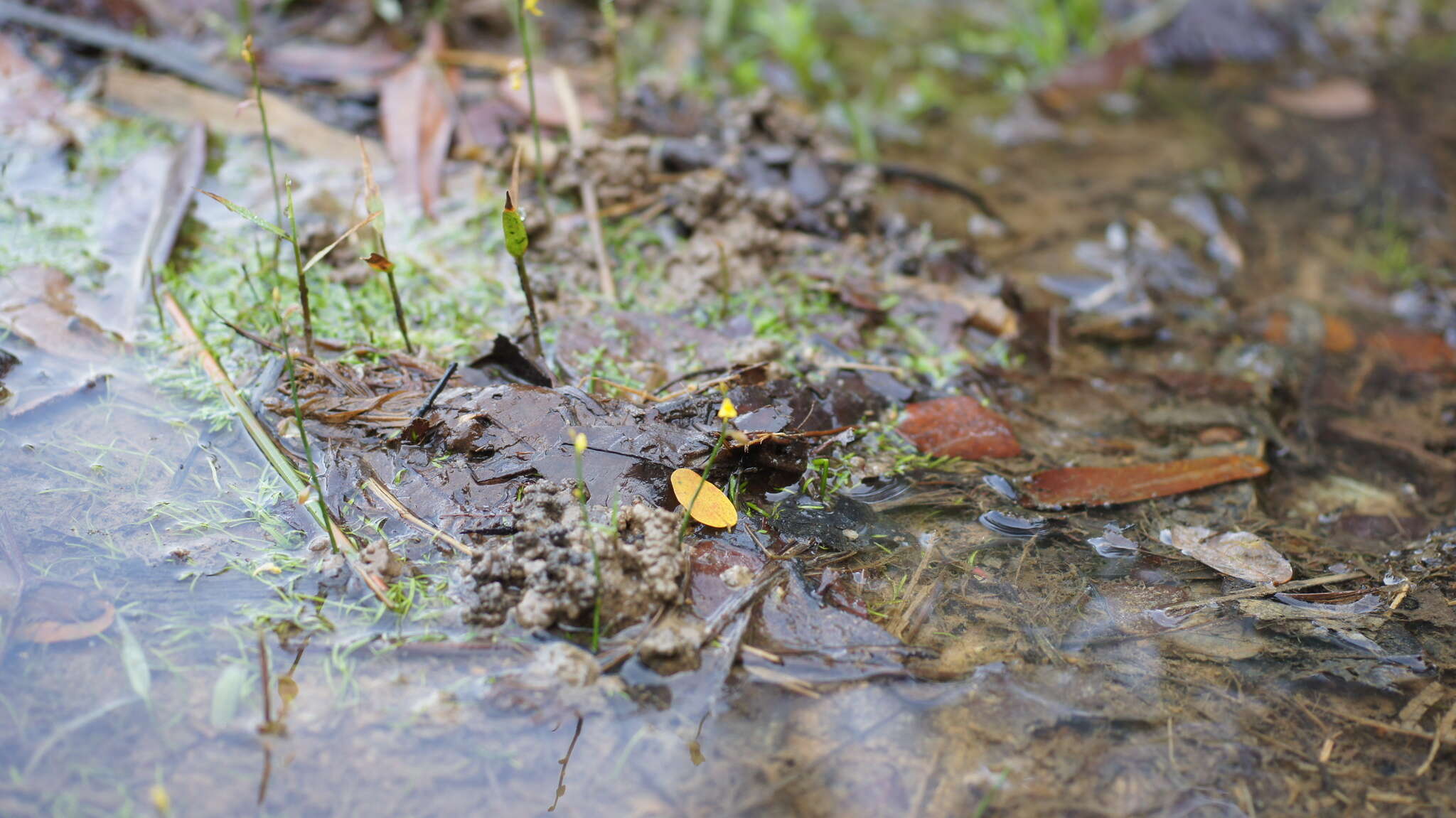 Image of Bifid Bladderwort