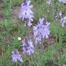 Image of Clover's vervain