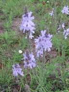 Image of Clover's vervain