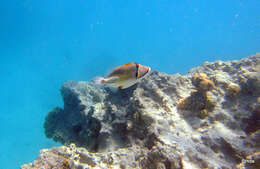 Image of Picasso triggerfish