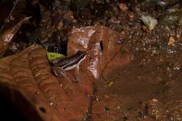 Image of Rainforest Rocket Frog