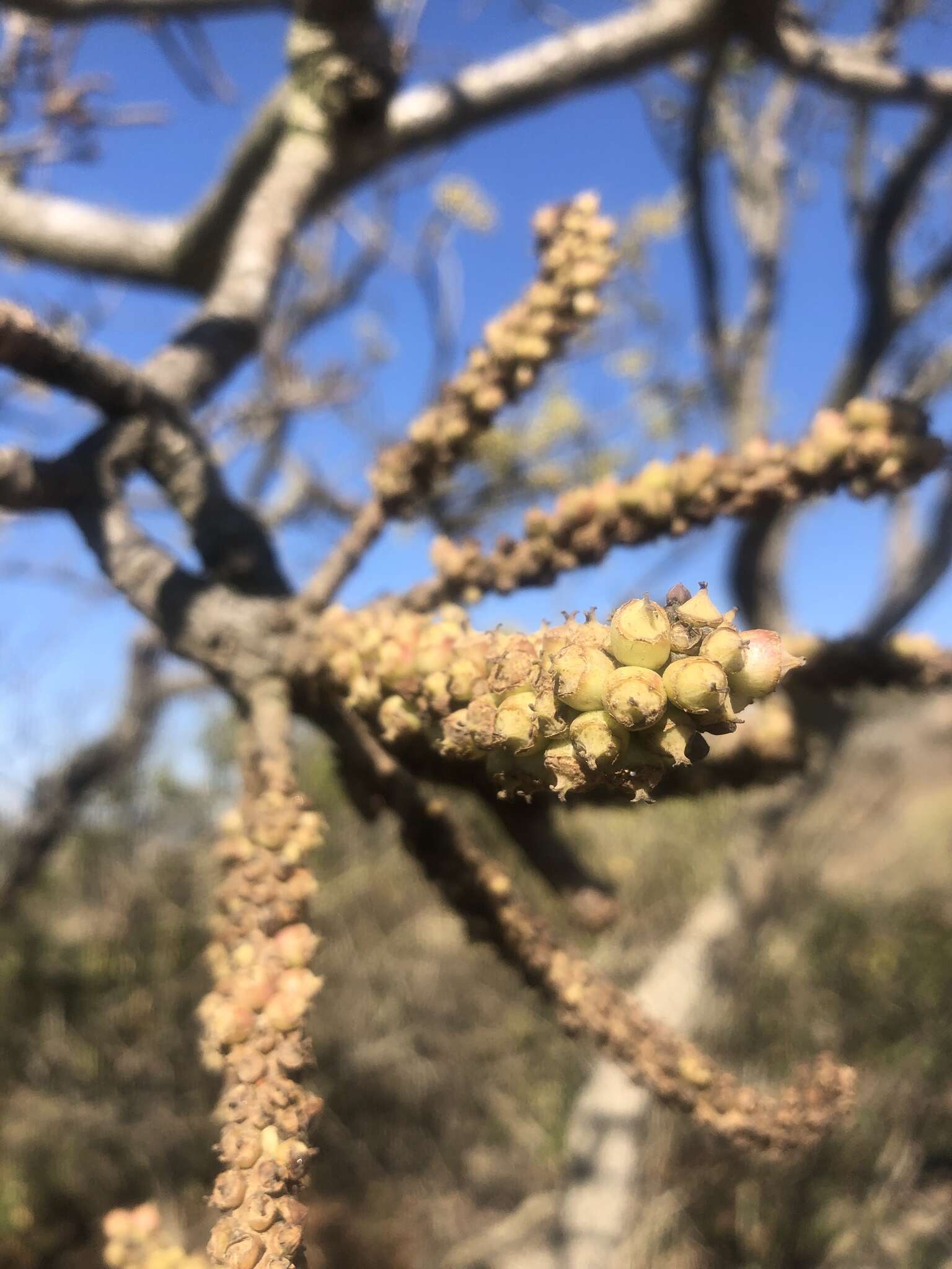 Image of Rock cabbage tree