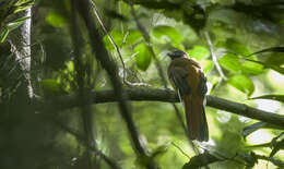 Image de Trogon des Philippines