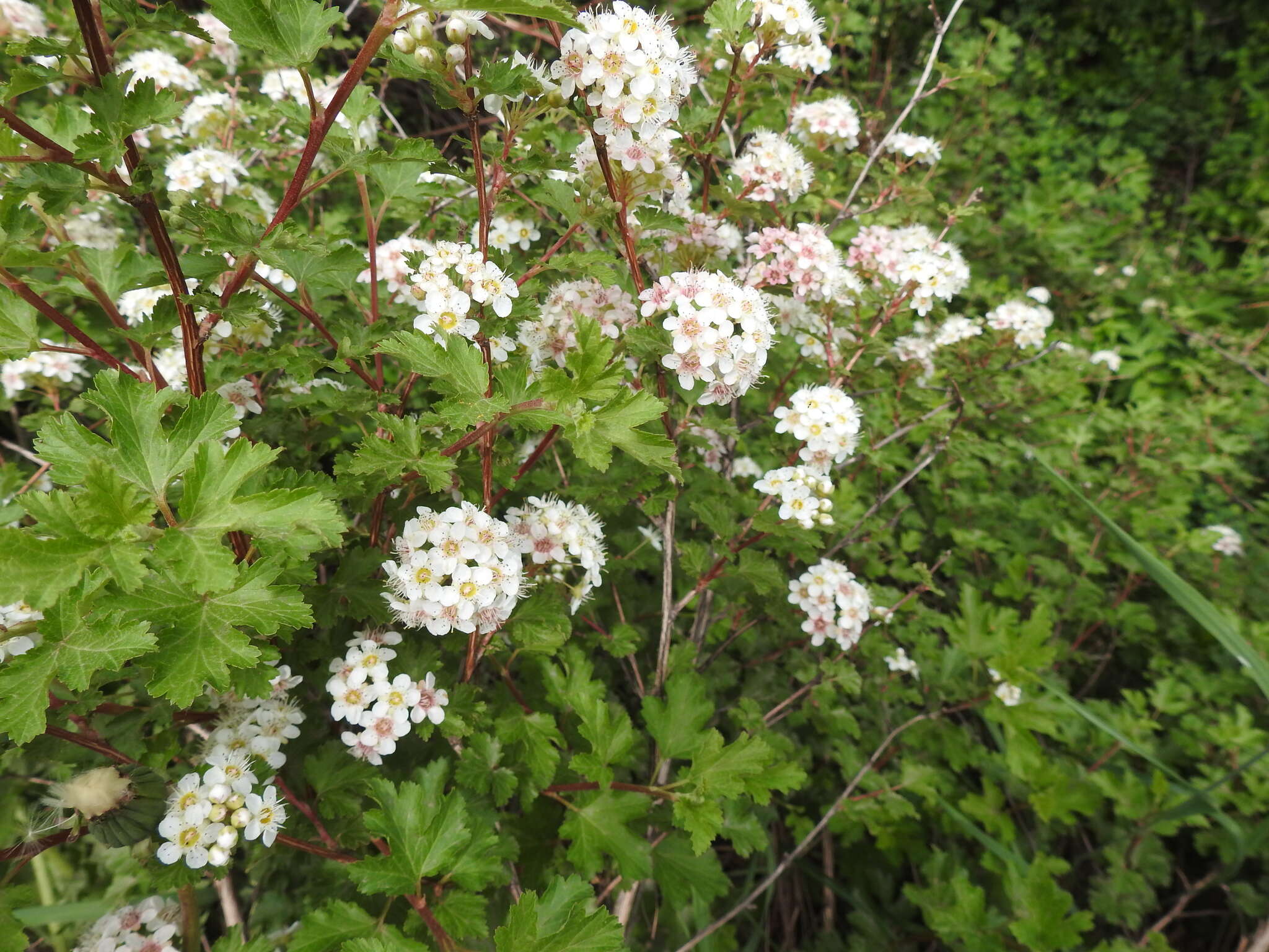 Слика од Physocarpus monogynus (Torr.) Kuntze