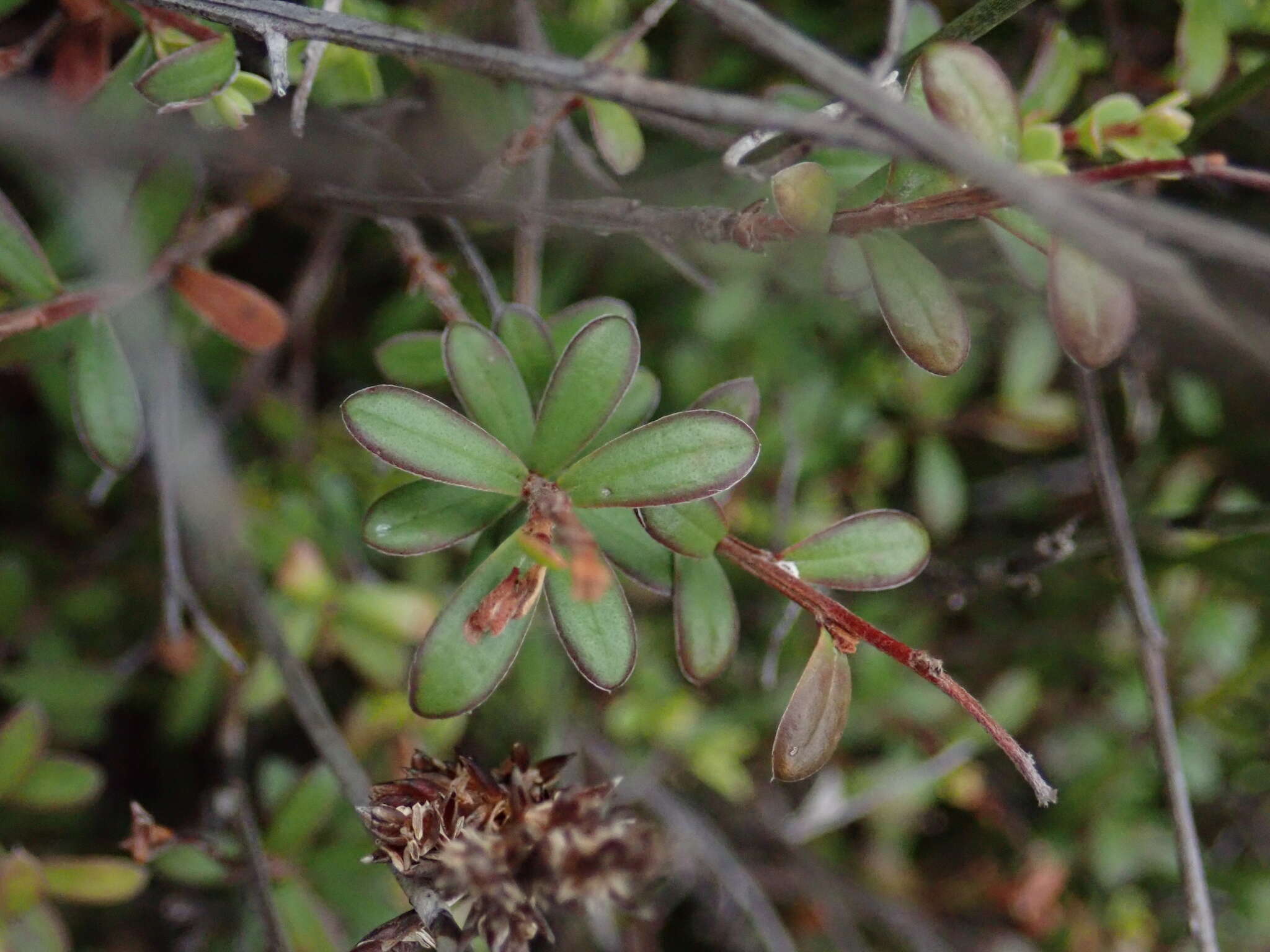 Image of Kunzea amathicola de Lange & Toelken