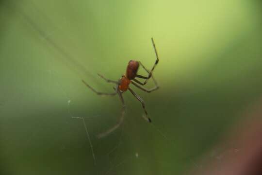 Image of South American social spider