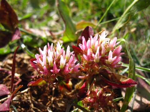 Image of Trifolium physodes M. Bieb.