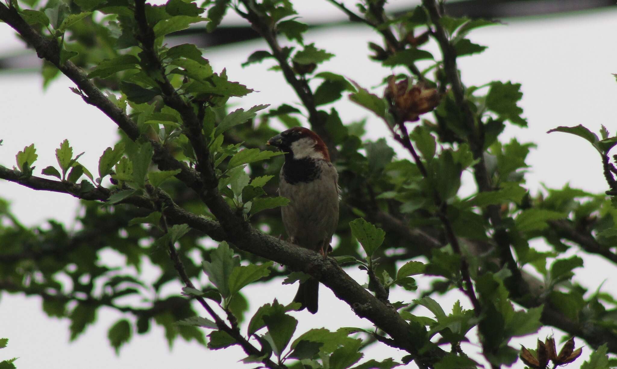 Image of Passer domesticus domesticus (Linnaeus 1758)