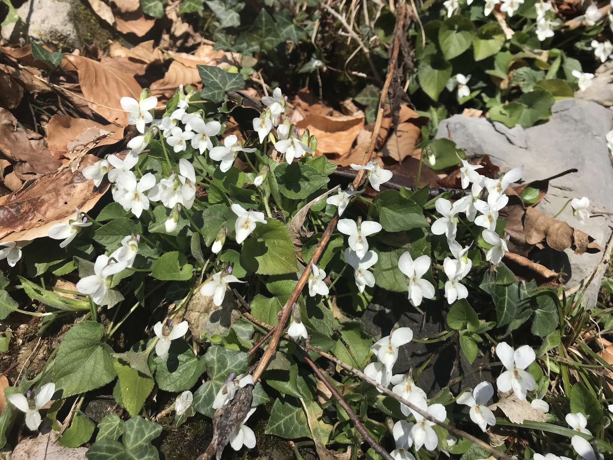 Image of White Violet