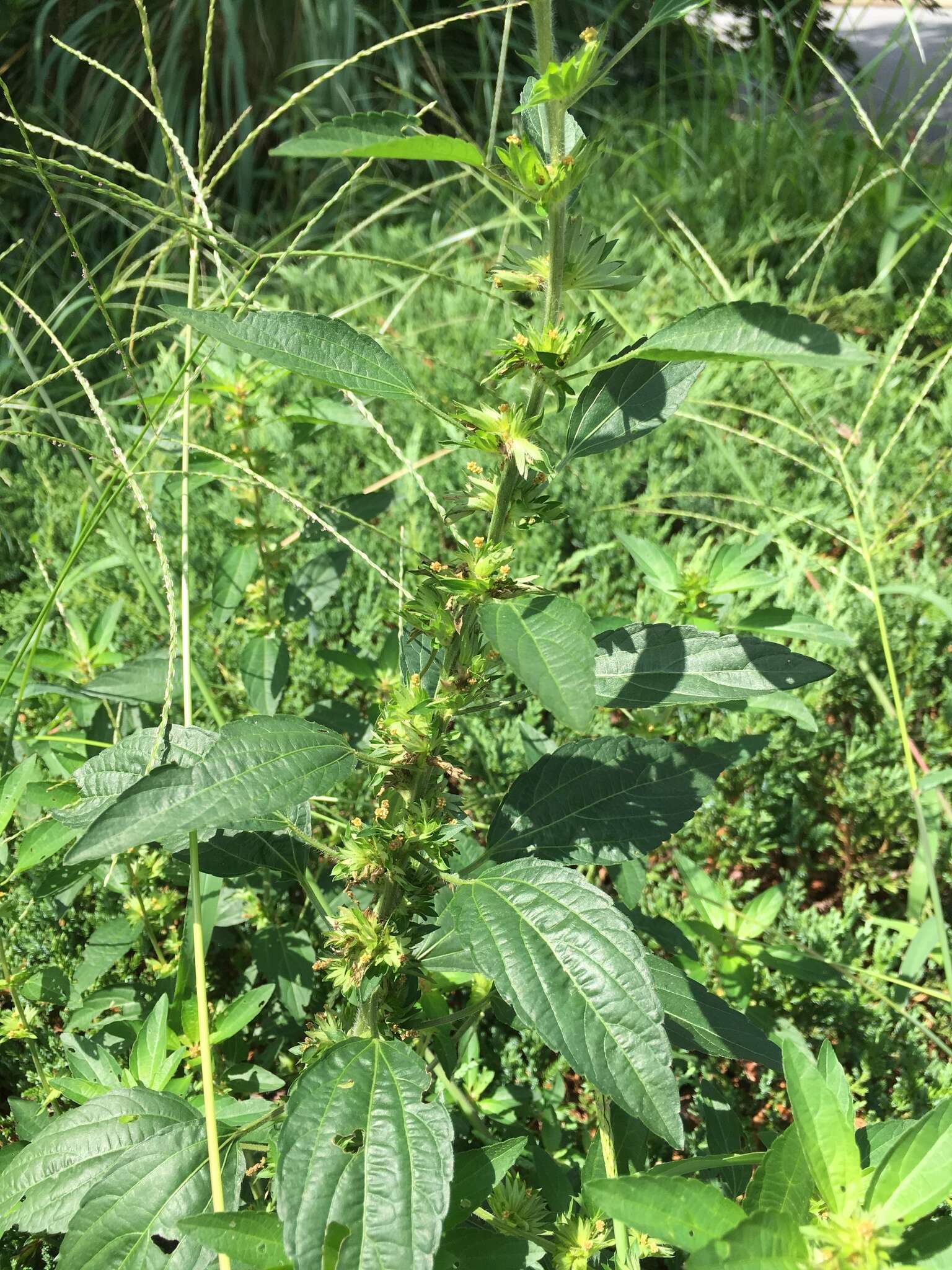 Imagem de Acalypha virginica L.