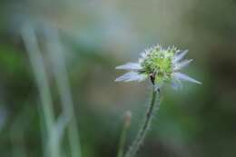 Image of Knautia nevadensis (M. Winkler ex Szabó) Szabó