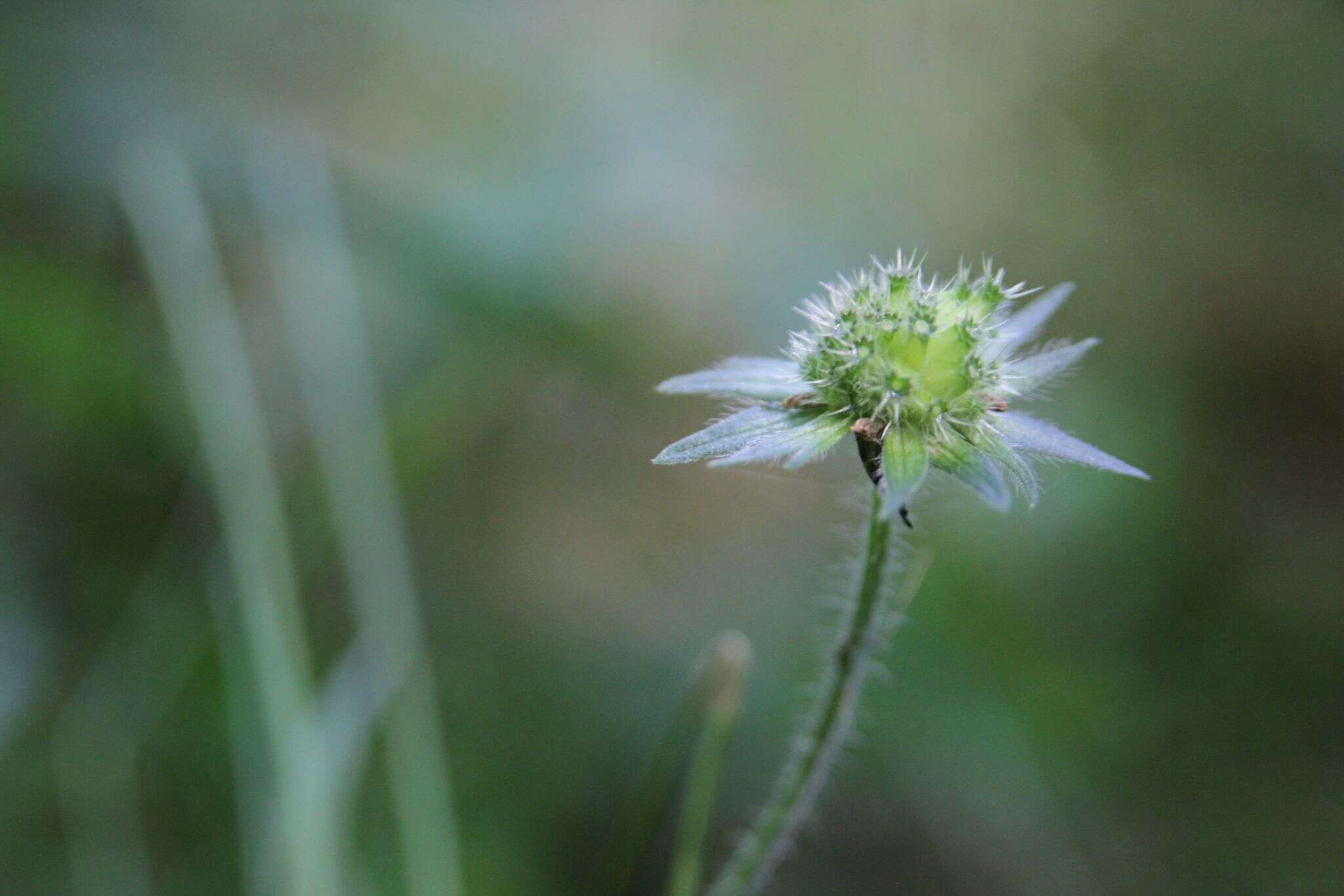 Слика од Knautia nevadensis (M. Winkler ex Szabó) Szabó