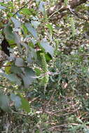 Image of Catoferia chiapensis A. Gray ex Benth.