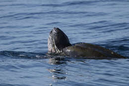 Image of Leatherback sea turtle