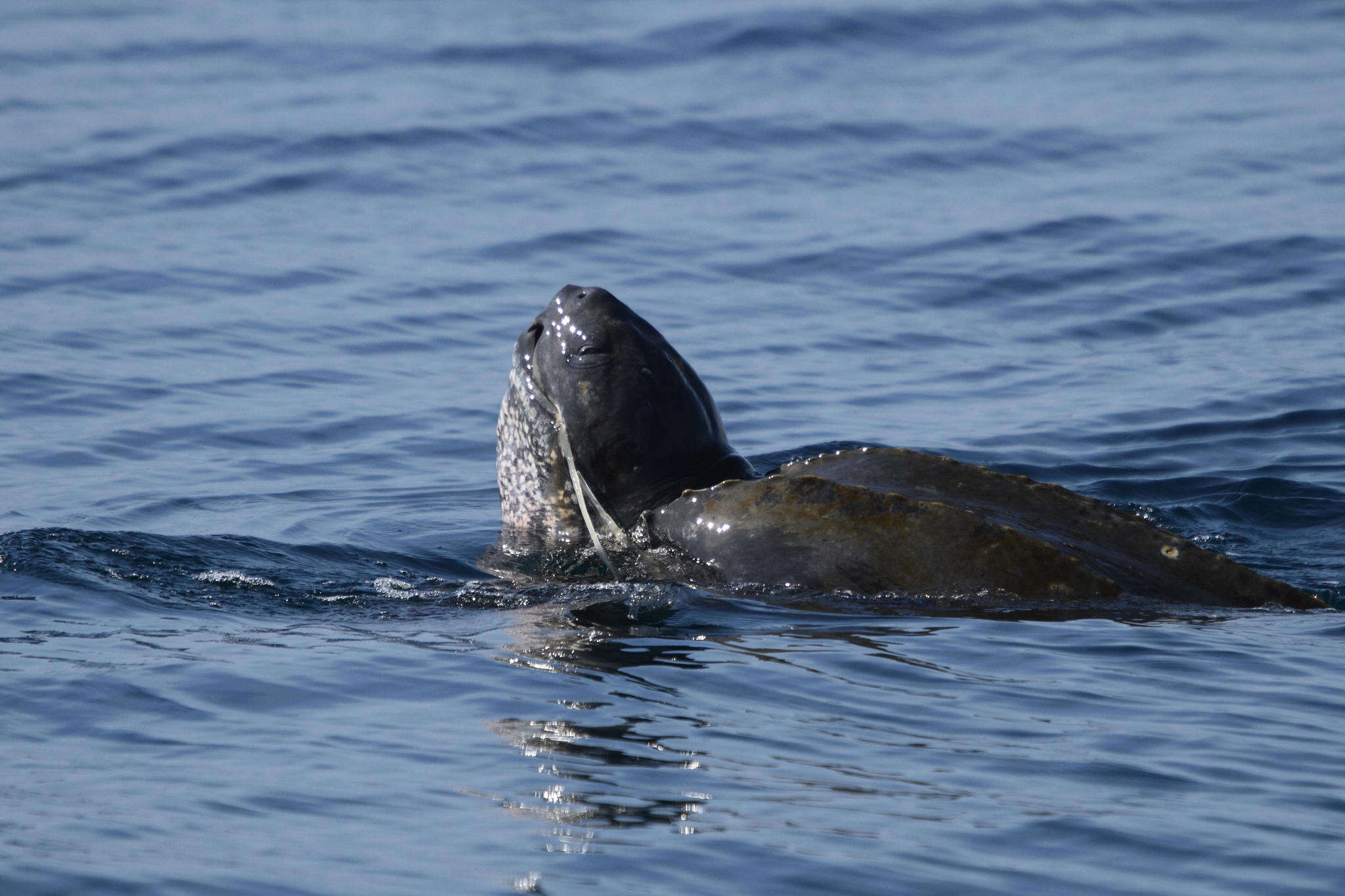 Image of Leatherback sea turtle