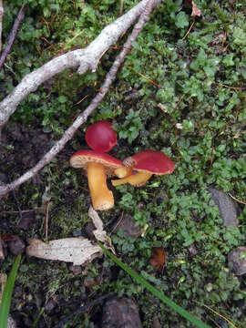 Image of Hygrocybe marchii (Bres.) Singer 1951