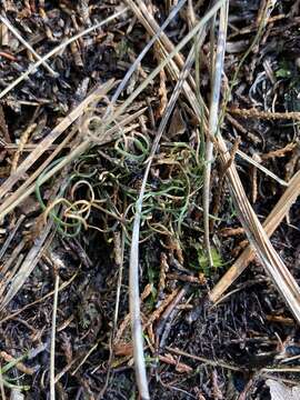 Image of little curlygrass fern