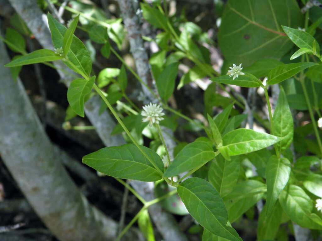 Sivun Alternanthera flavescens (Mart.) Kunth kuva