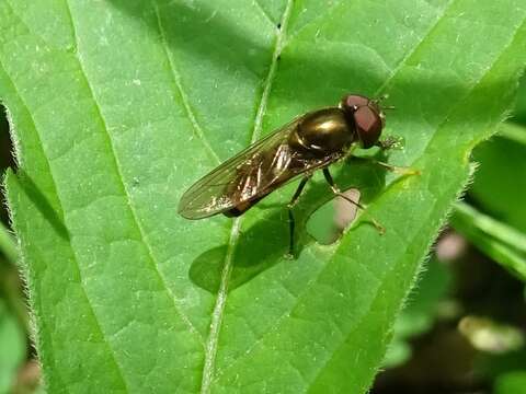 Image of Platycheirus nearcticus Vockeroth 1990