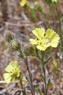 Image of grassland tarweed