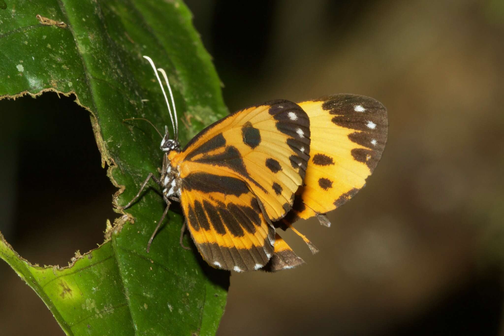 Image of Stalachtis calliope (Linnaeus 1758)