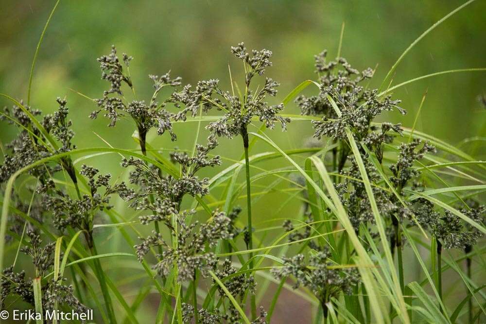 Sivun Scirpus atrocinctus Fernald kuva