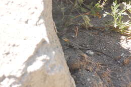 Image of Himalayan Agama