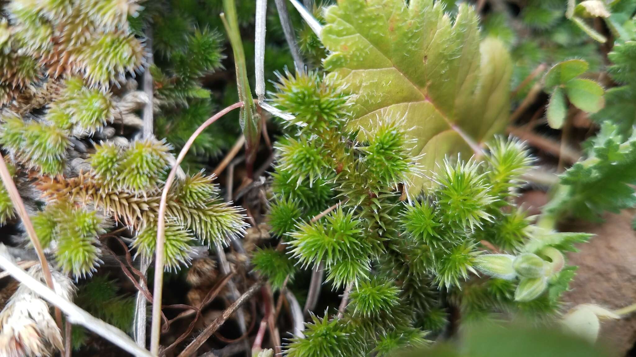 Image of Hansen's spikemoss