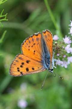 Image of Lycaena alciphron gordius