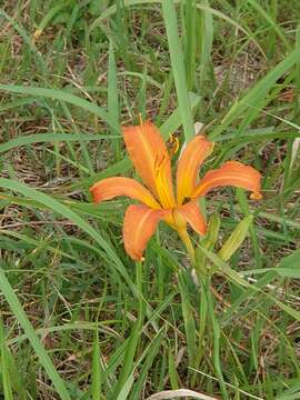 Image of Hemerocallis fulva var. angustifolia Baker