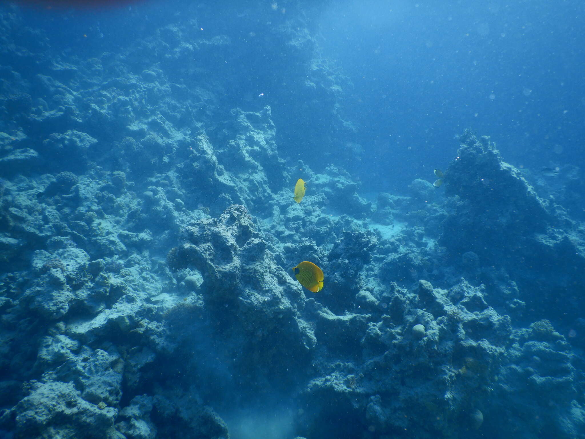 Image of Addis Butterflyfish