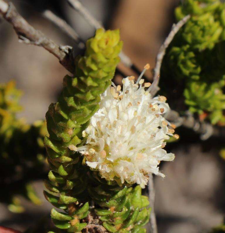 Image of Agathosma scaberula Dümmer