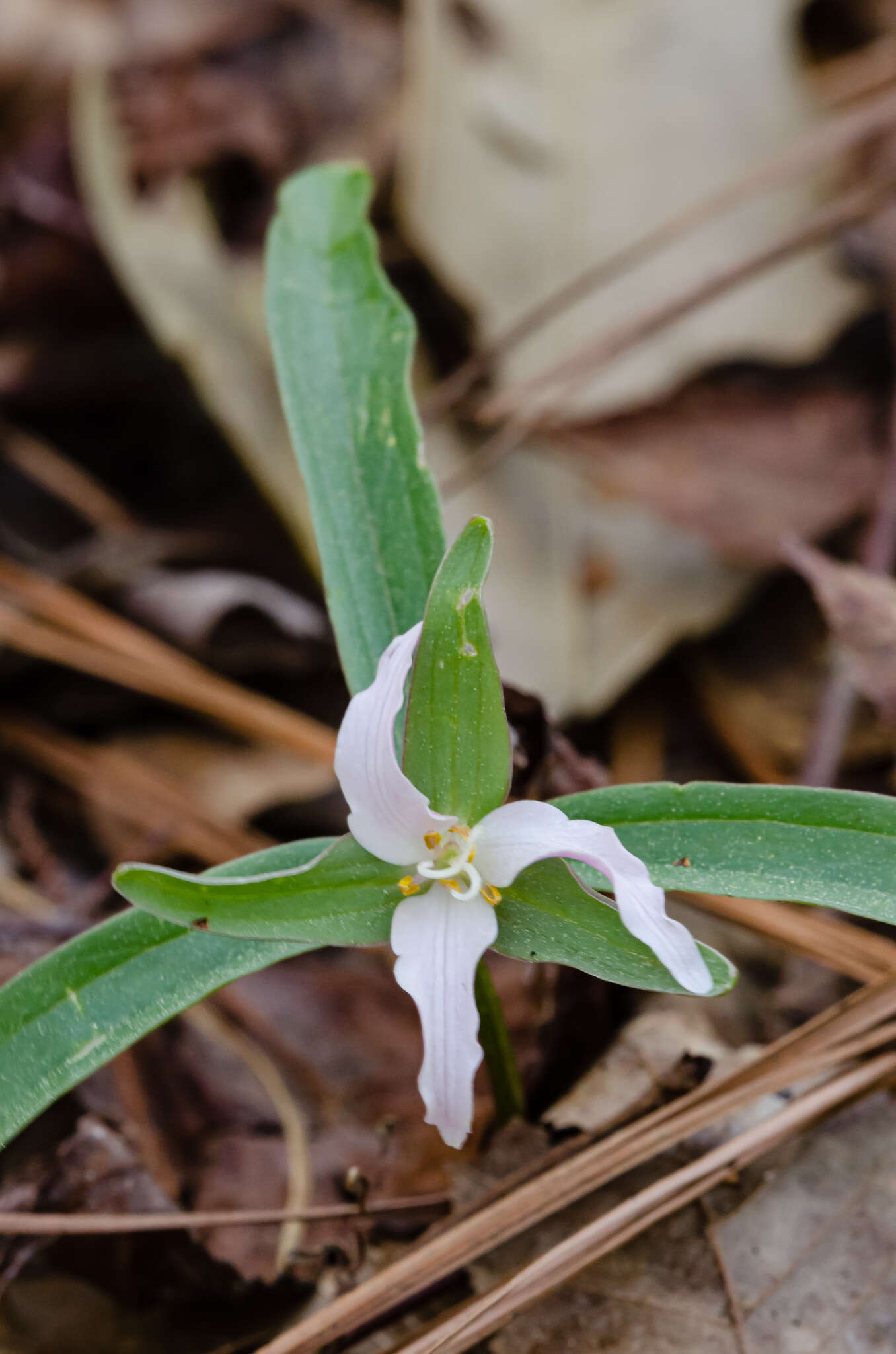 Imagem de Trillium pusillum var. pusillum