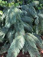 Image of Common hook-thorn Acacia