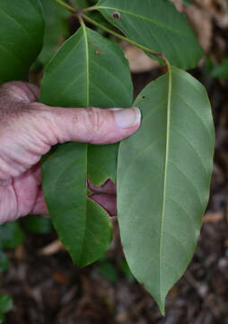 Image de Polyscias australiana (F. Muell.) Philipson